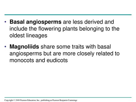 how are magnoliids similar to the basal angiosperms